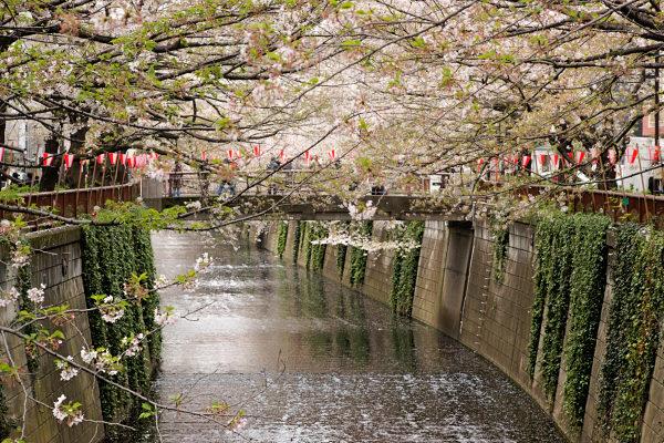 Thumbnail image for OTT Nakameguro