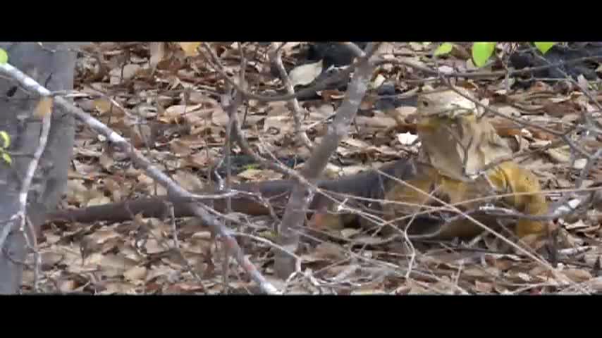 Thumbnail image for Cruising Galapagos